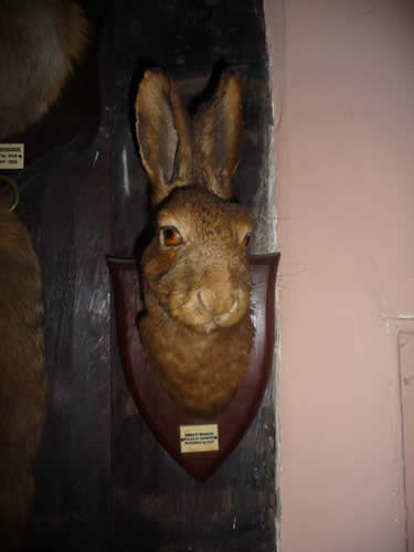 Hare Mask with details